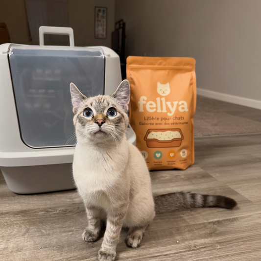 Comment savoir si mon chat boit assez d’eau ?